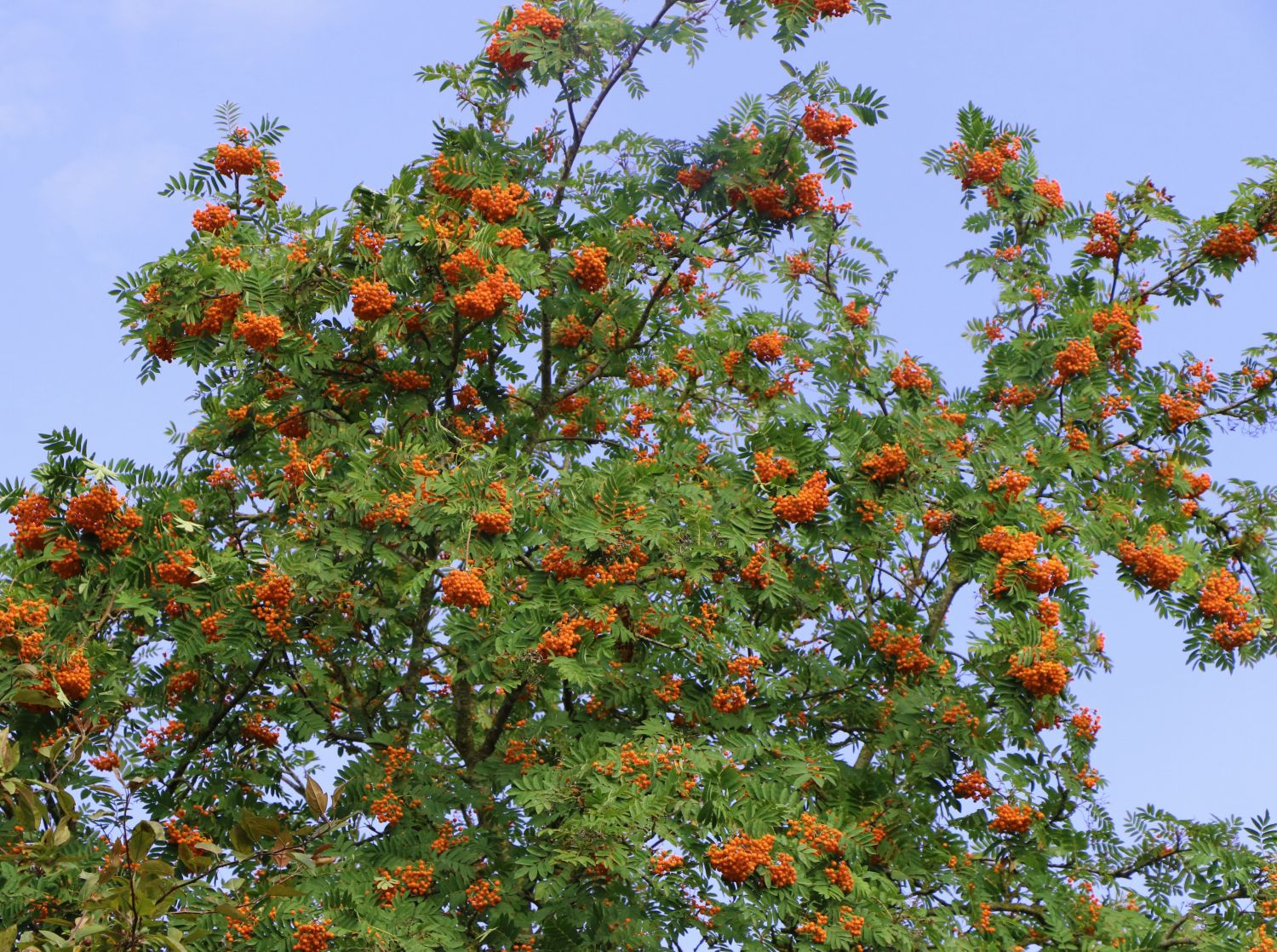 43+ Vogelbeere Strauch Oder Baum, Je mehr sonne sie abbekommen, desto