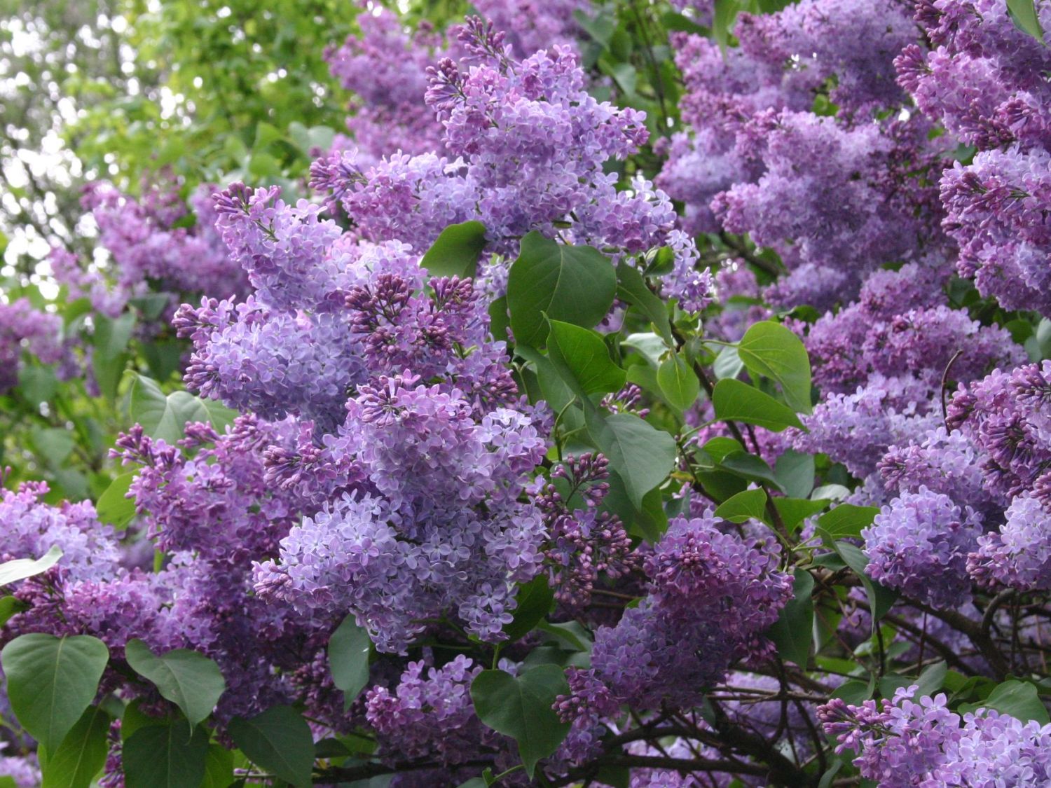 Wildflieder / Gemeiner Flieder - Syringa vulgaris - Baumschule Horstmann