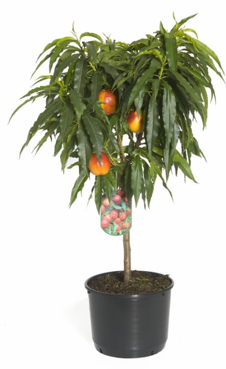 Mini pfirsichbaum