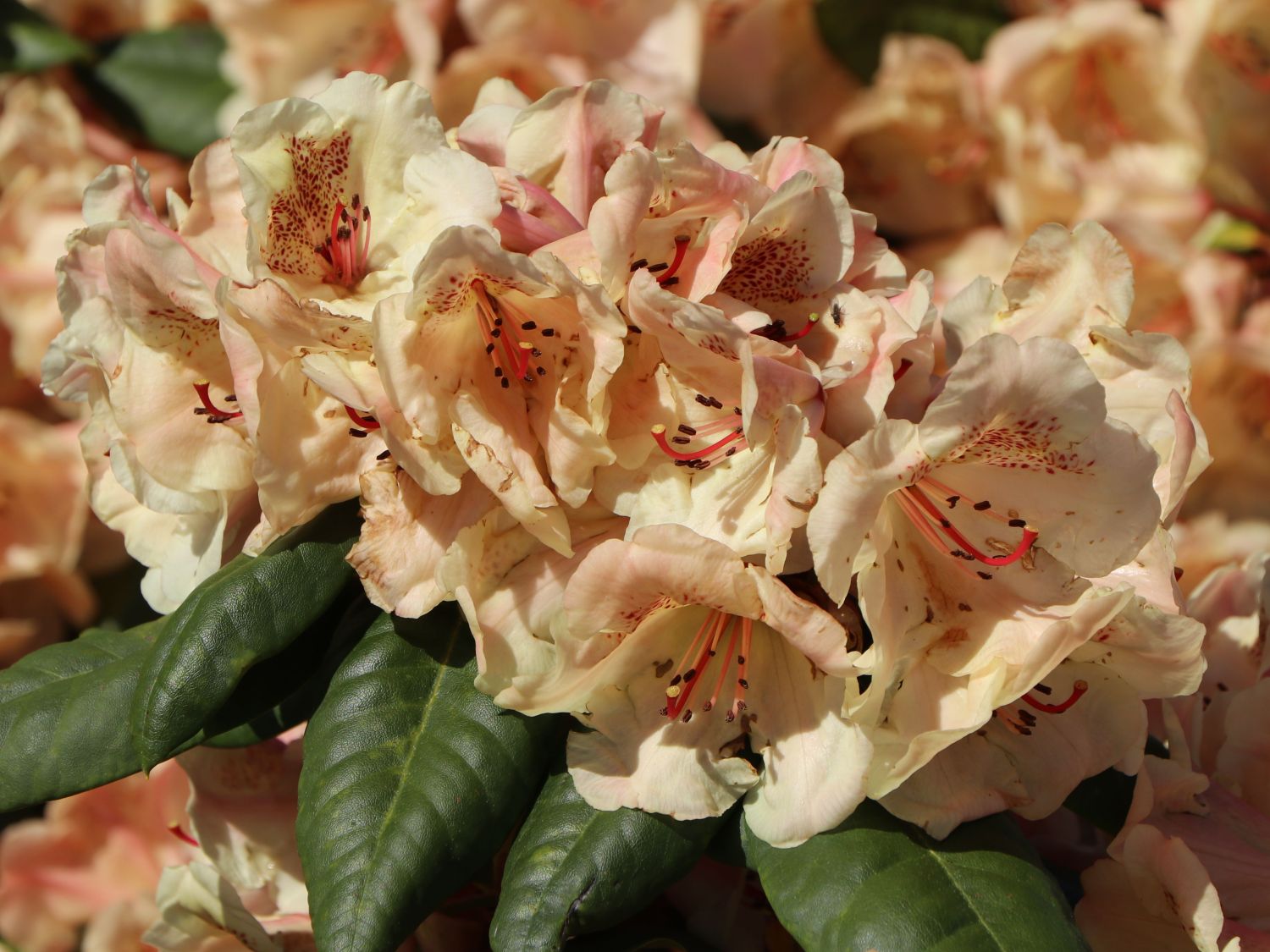 51+ Rhododendron Immergrün Winterhart, Eine pflanze die das ganze