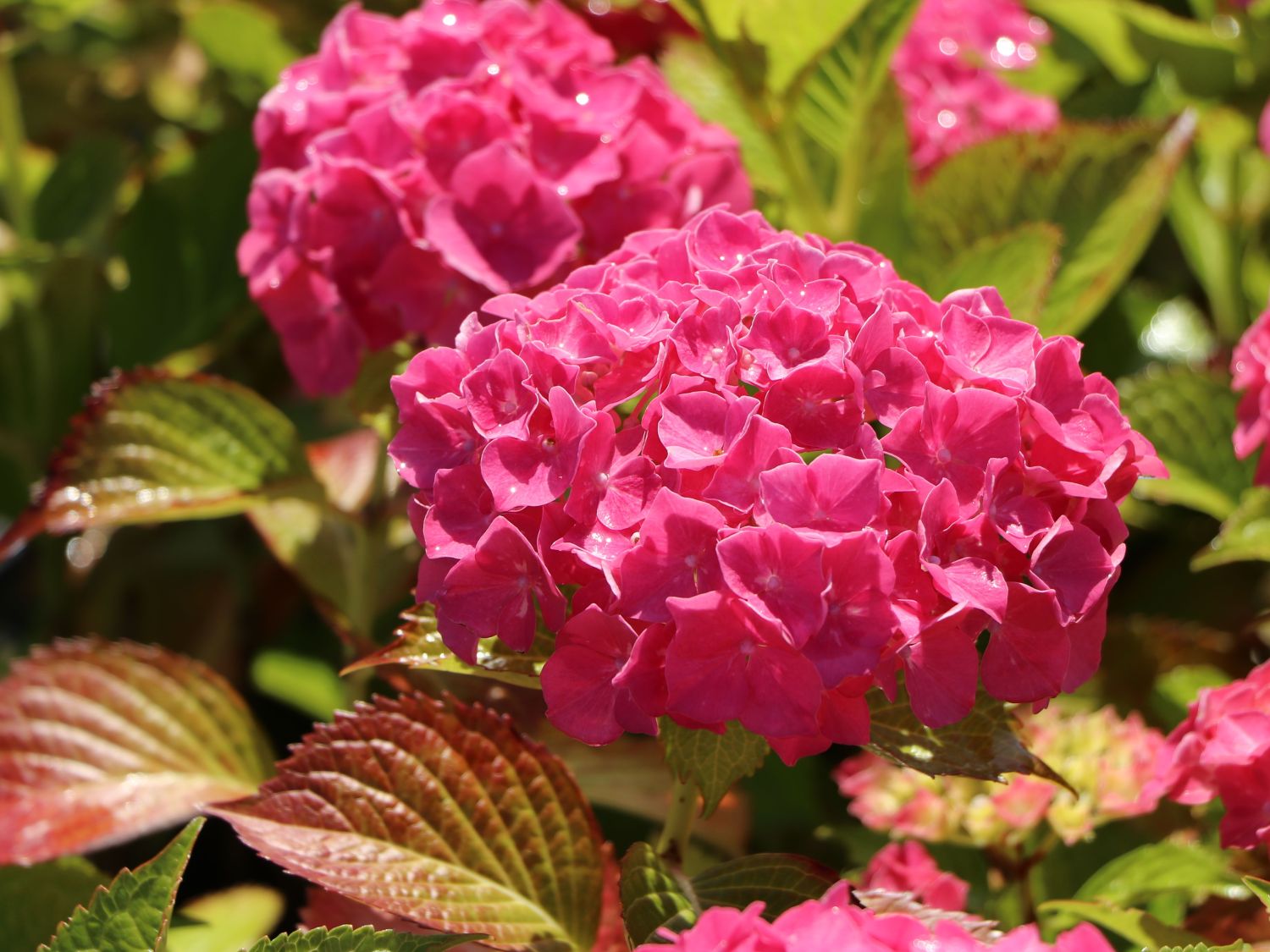 Bauernhortensie 'Alpenglühen' Hydrangea macrophylla 'Alpenglühen