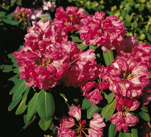 Rhododendron 'Monika' - Rhododendron orbiculare 'Monika' - Baumschule  Horstmann