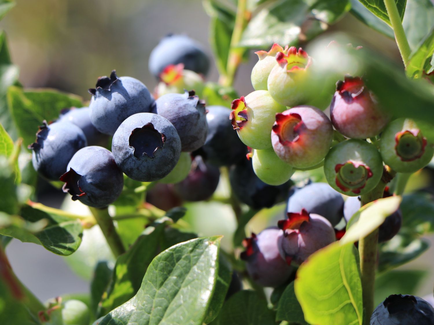 Heidelbeere 'Blueray' Vaccinium corymbosum 'Blueray' Baumschule