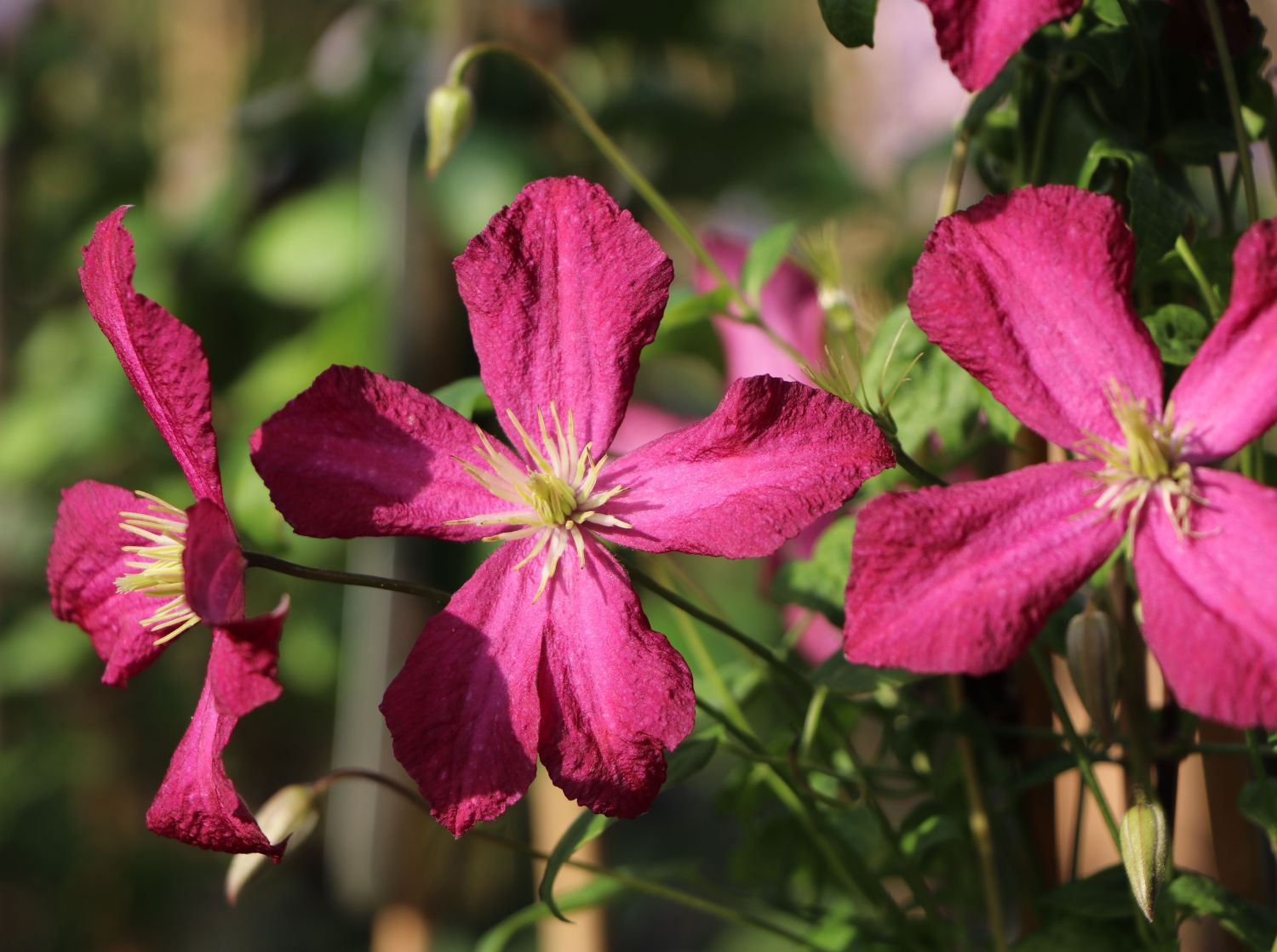 Clematis 'Polonez' Clematis viticella 'Polonez' Baumschule Horstmann