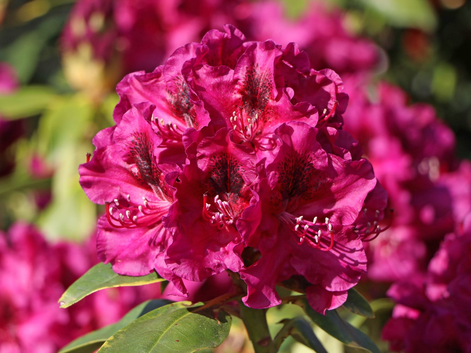 Rhododendron 'Olin O.Dobbs' Rhododendron Hybride 'Olin O. Dobbs