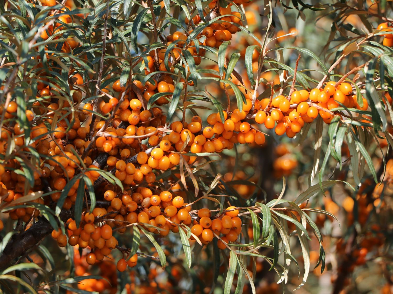 Sanddorn weiblich &amp;#39;Leikora&amp;#39; - Hippophae rhamnoides &amp;#39;Leikora ...