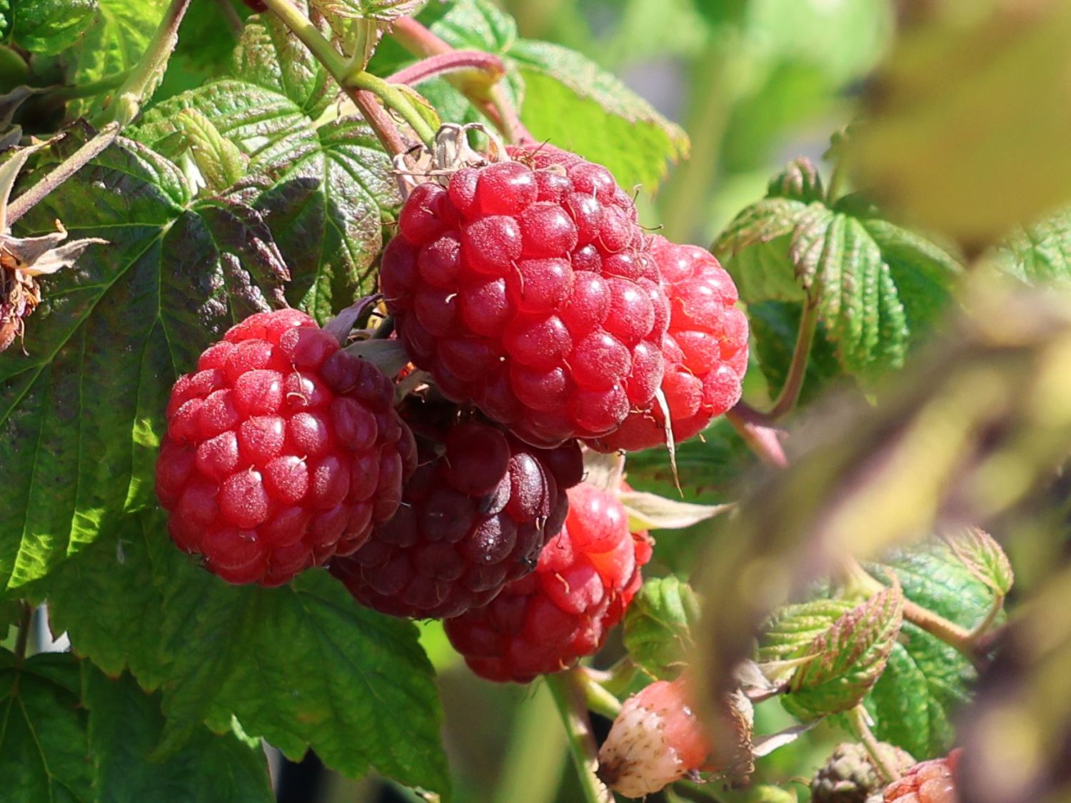 Himbeere 'Twotimer ® Sugana ®' Rubus idaeus 'Twotimer ® Sugana