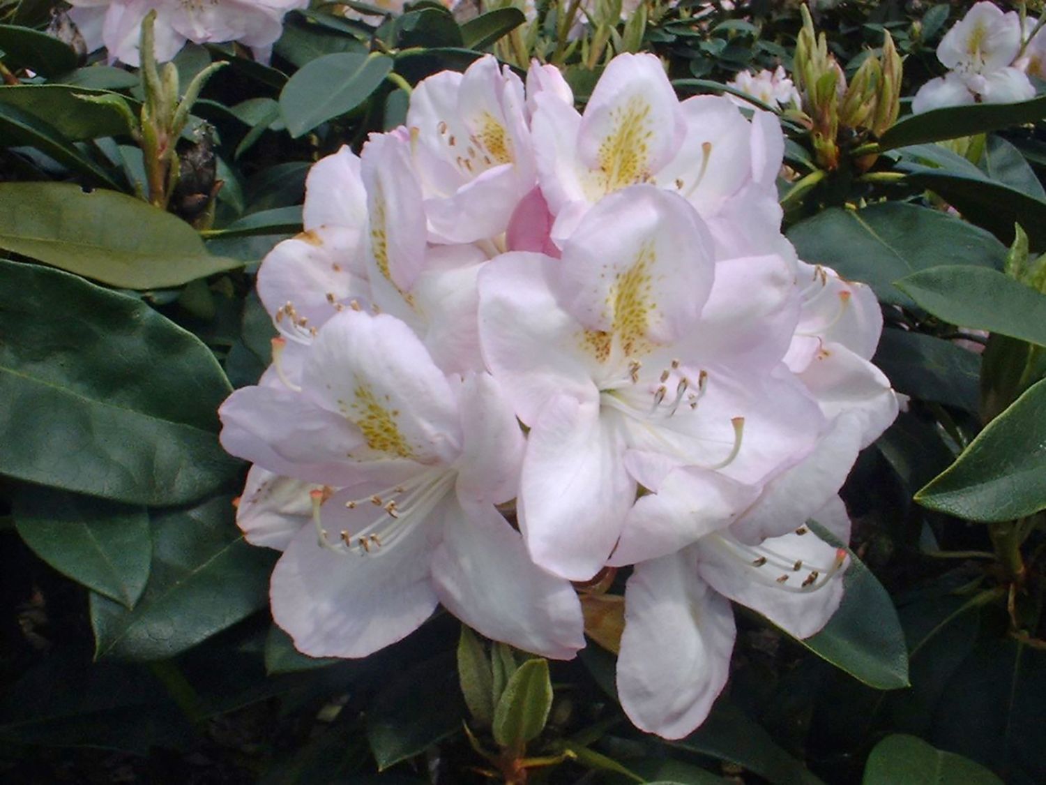 Rhododendron ‘Gomer Waterer’ - Rhododendron Hybride ‘Gomer Waterer