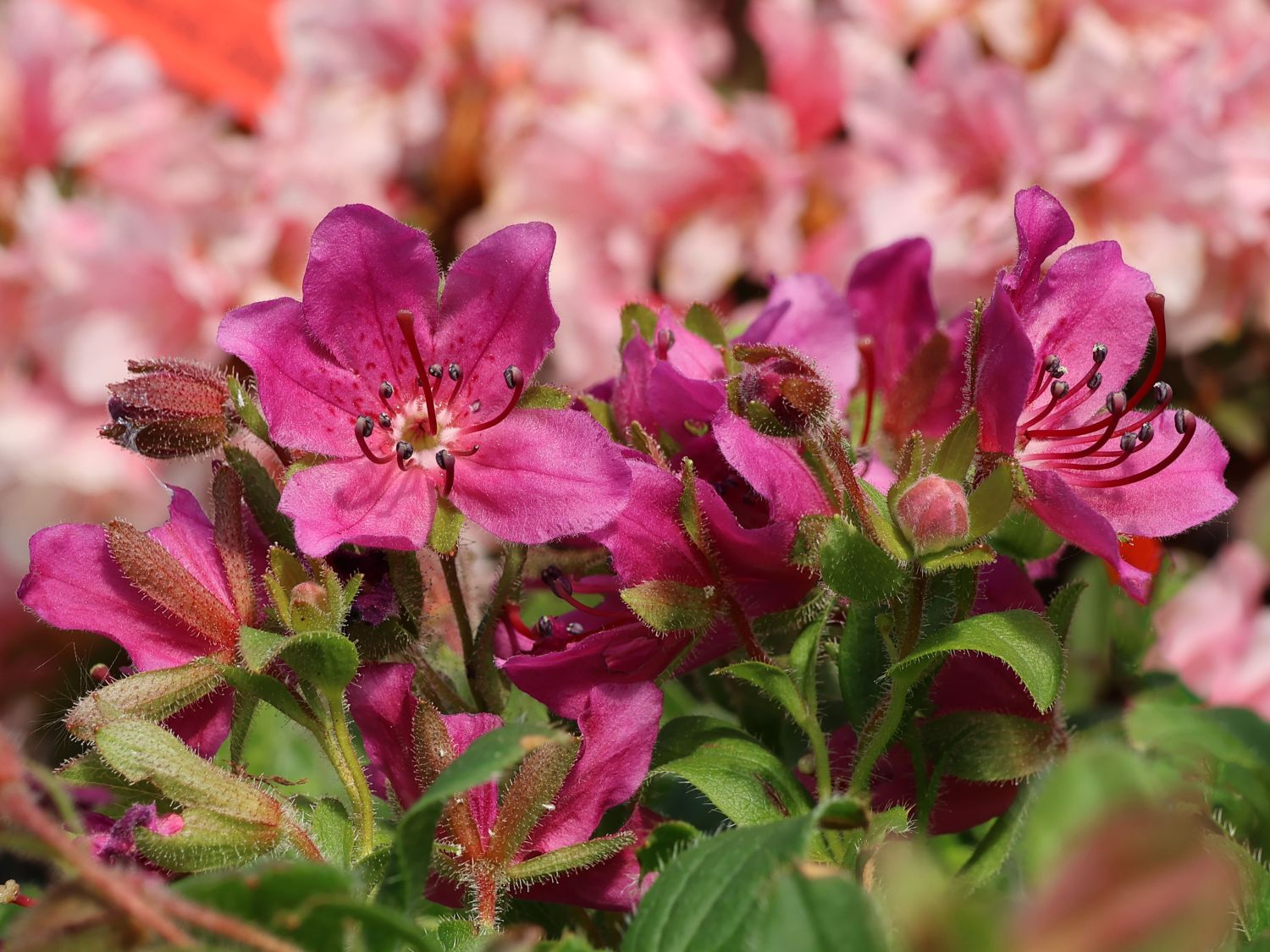 ZwergRhododendron Rhododendron camtschaticum Baumschule Horstmann