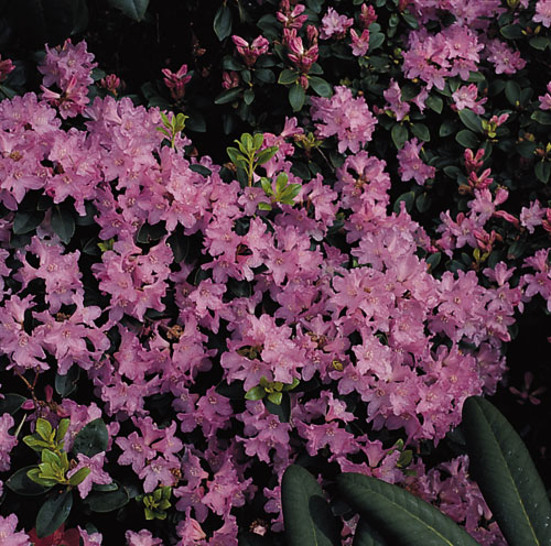 Rhododendron 'Tottenham' - Rhododendron ferrugineum 'Tottenham' -  Baumschule Horstmann