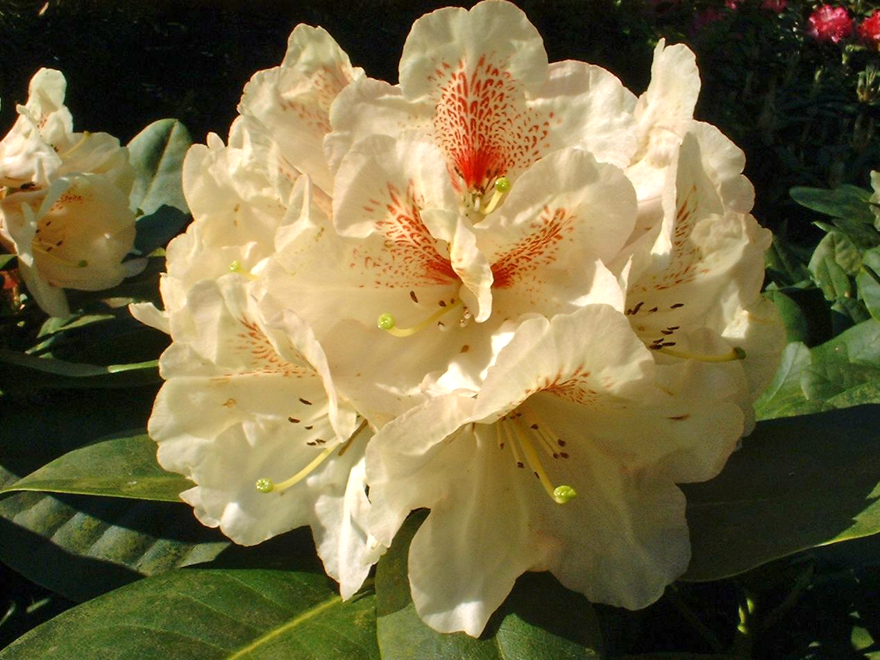 Rhododendron 'Goldbukett' Rhododendron Hybride 'Goldbukett