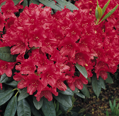 Rhododendron 'Blinklicht'  Rhododendron 'Blinklicht' - Van den
