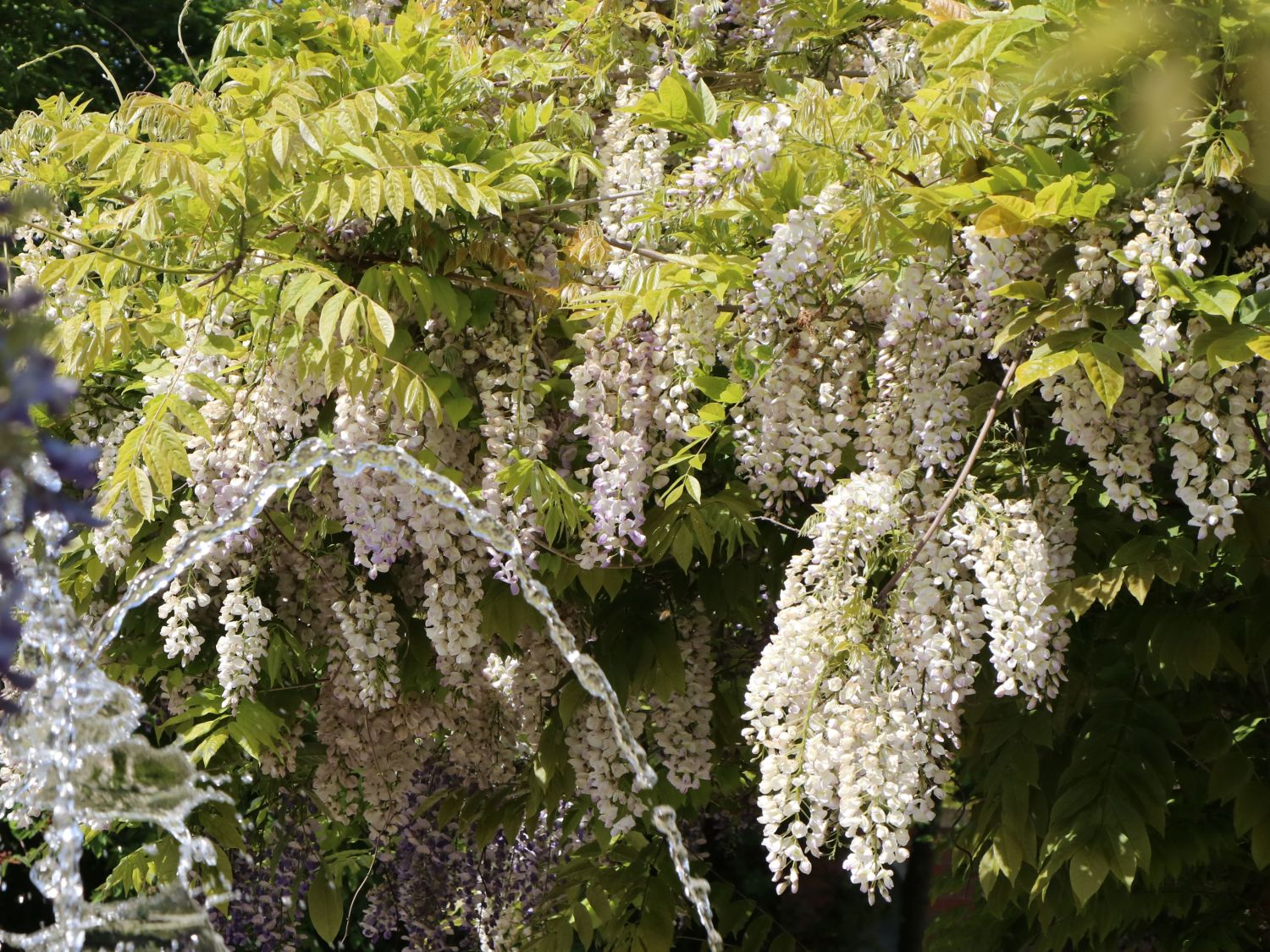 Weißer Chinesischer Blauregen 'Alba' Wisteria sinensis