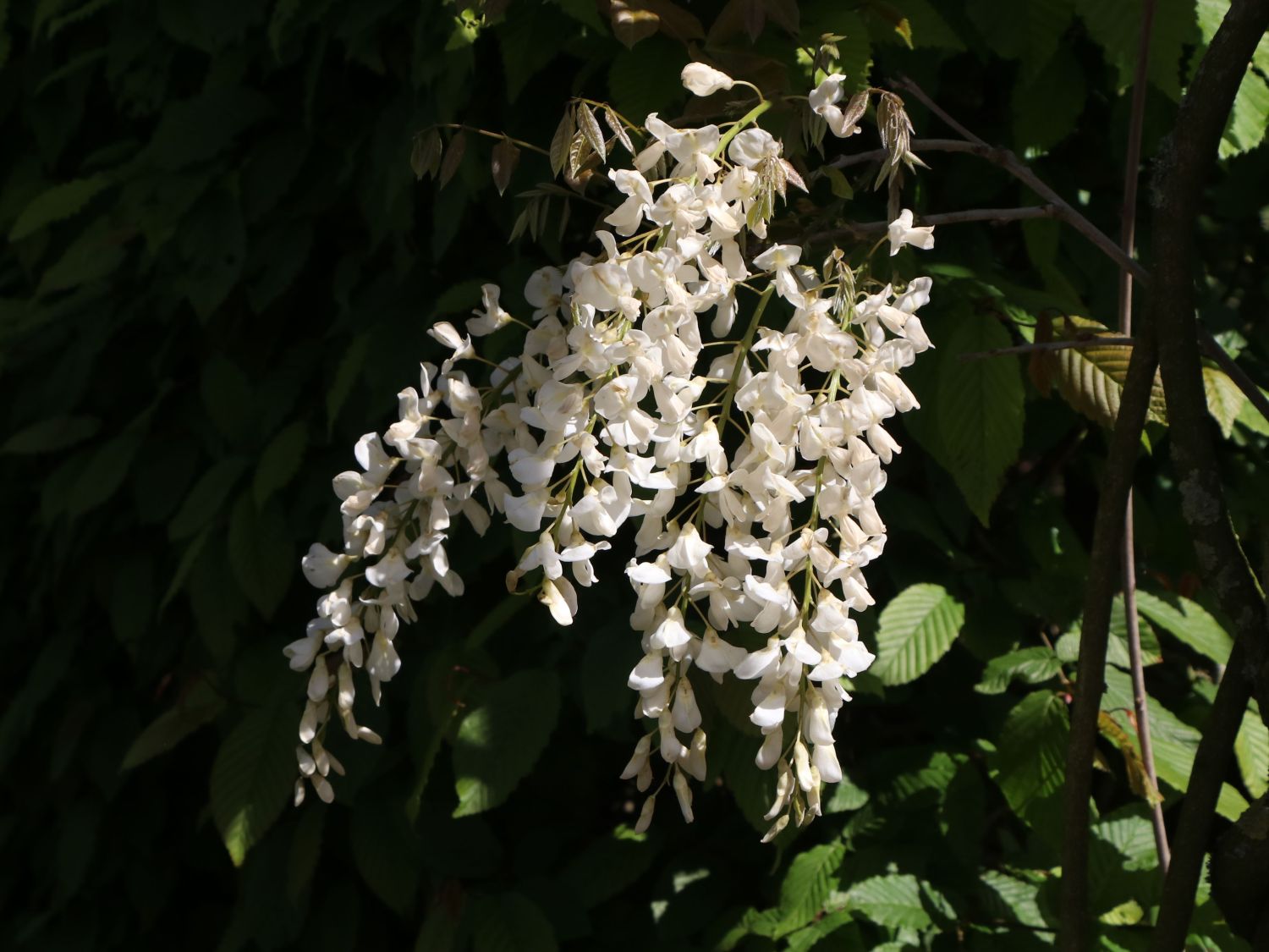 Weißer Chinesischer Blauregen 'Alba' Wisteria sinensis