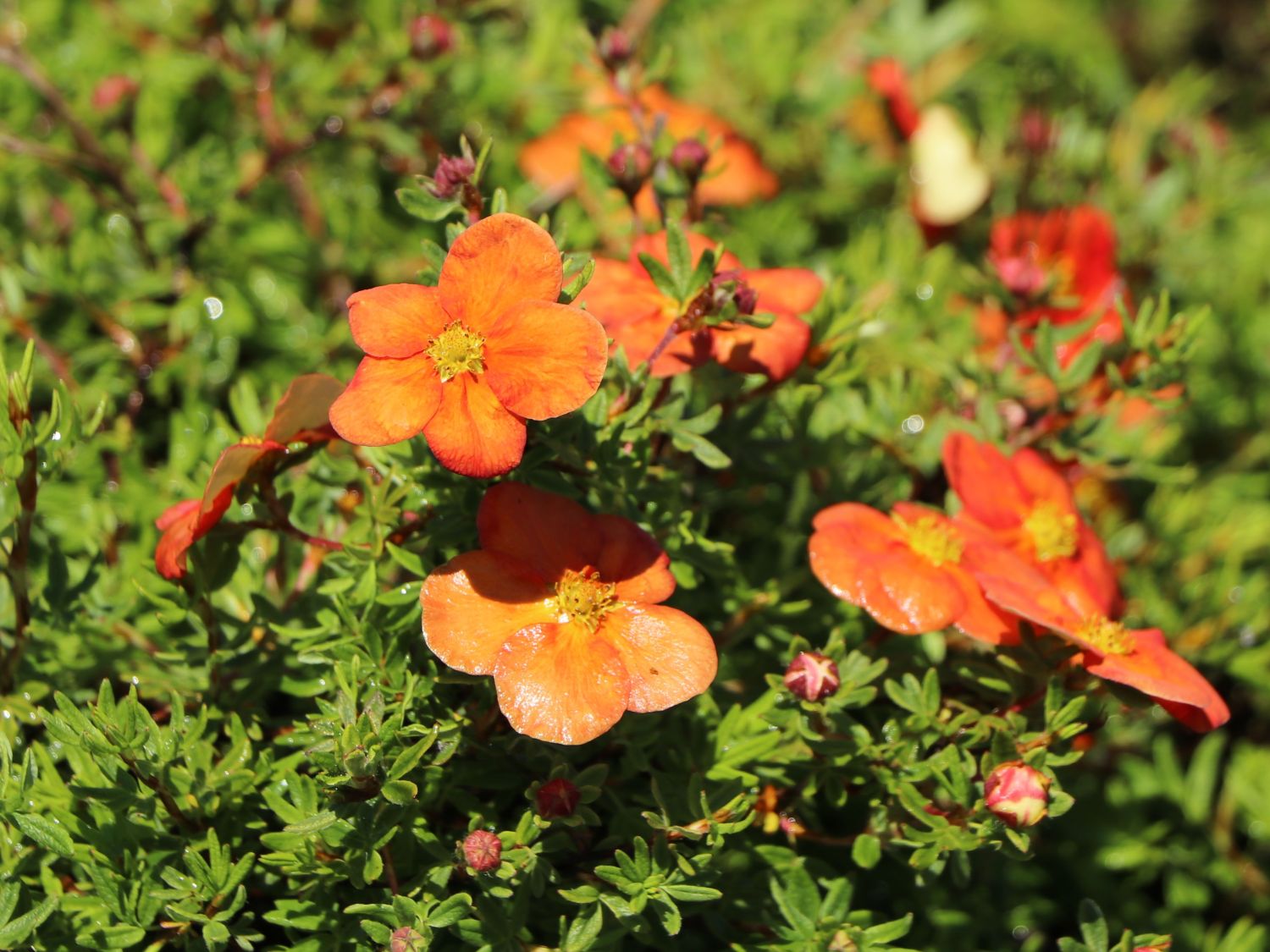Fingerstrauch 'Red Joker' 25-30 Cm - Leuchtend Rote Blüten Von Juni Bis September