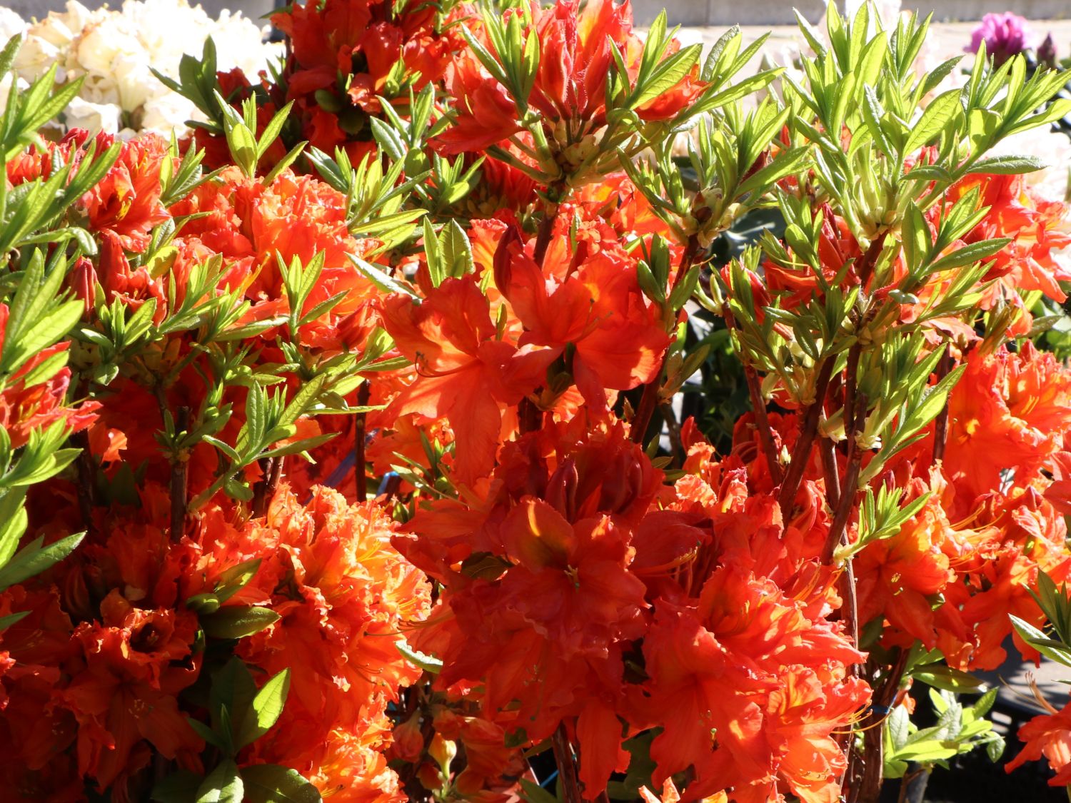 Laubabwerfende Azalee 'Fanal' Rhododendron luteum 'Fanal