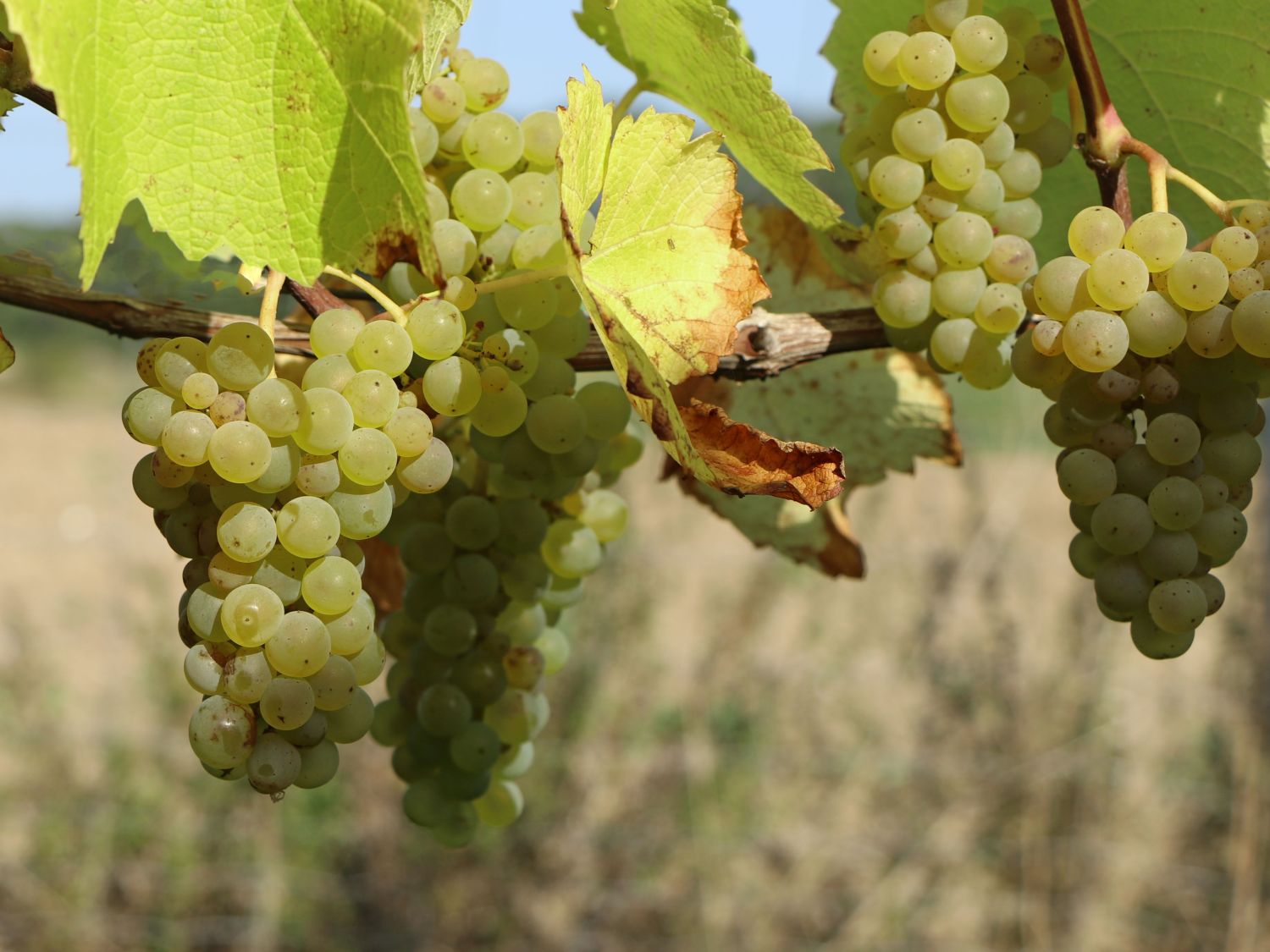 Weintraube 'Bianca' Vitis 'Bianca' Baumschule Horstmann