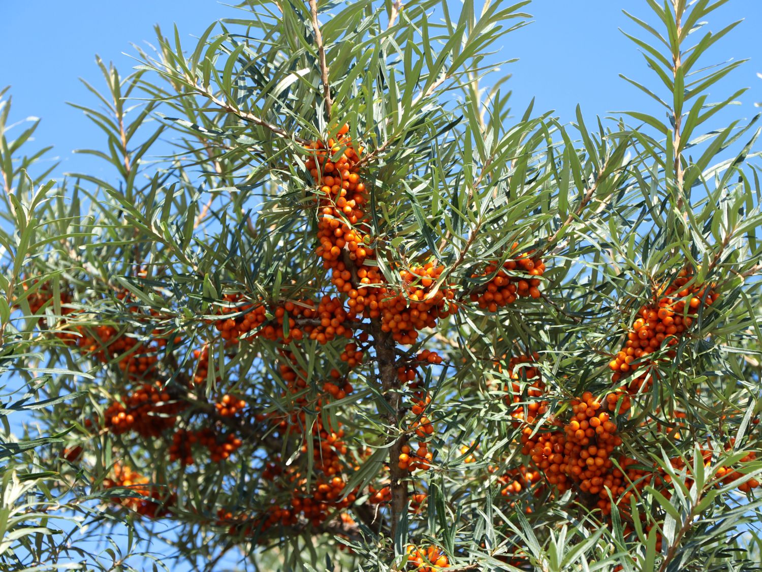 Sanddorn 'Dorana' ® Hippophae rhamnoides 'Dorana' ® Baumschule