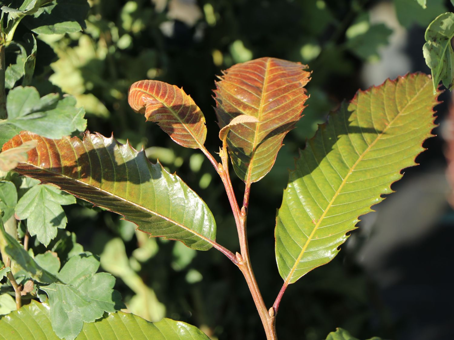 Esskastanie 'Annys Summer Red' Castanea sativa 'Annys Summer Red
