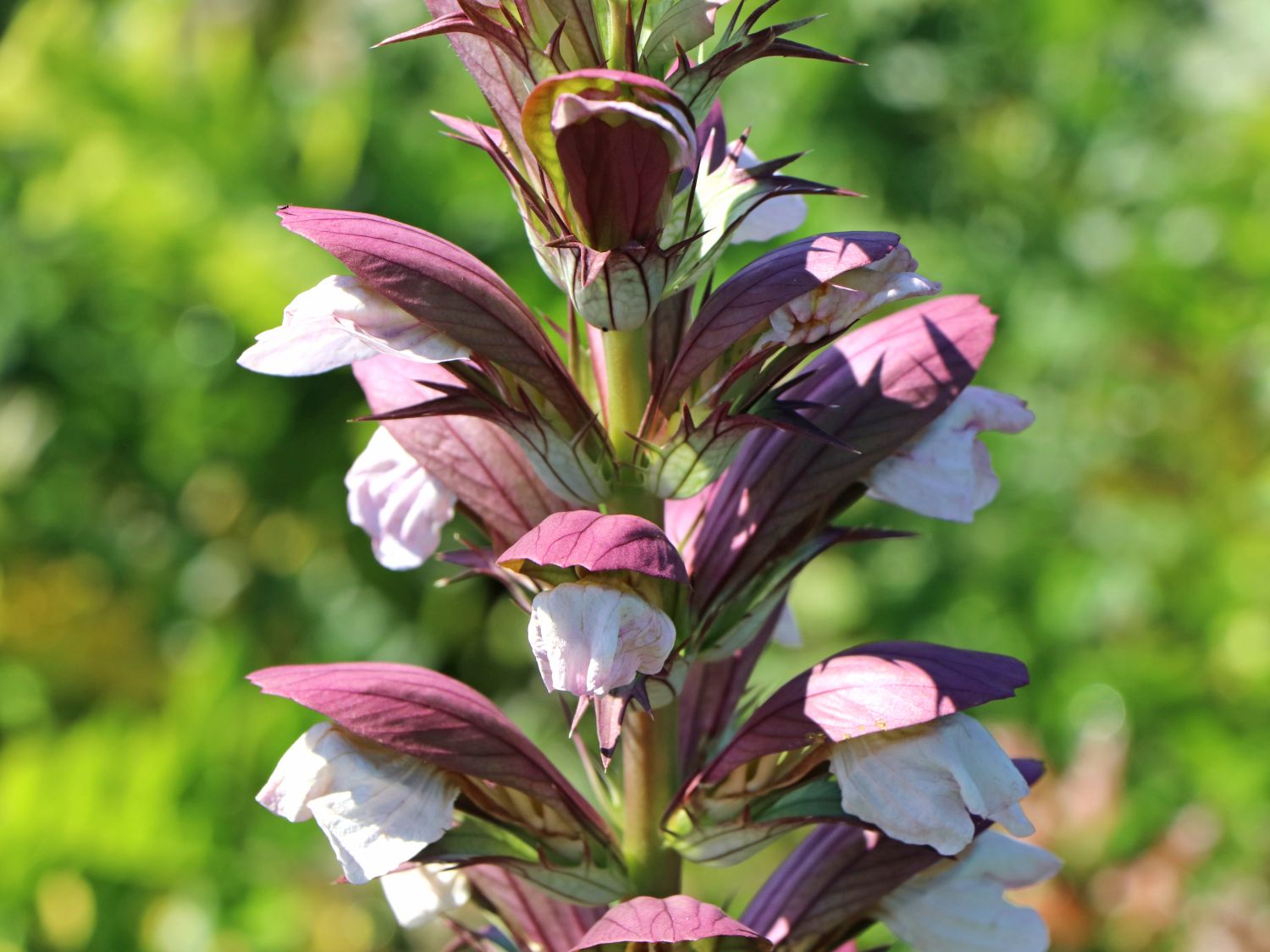 Stacheliger Bärenklau Acanthus spinosus Baumschule Horstmann