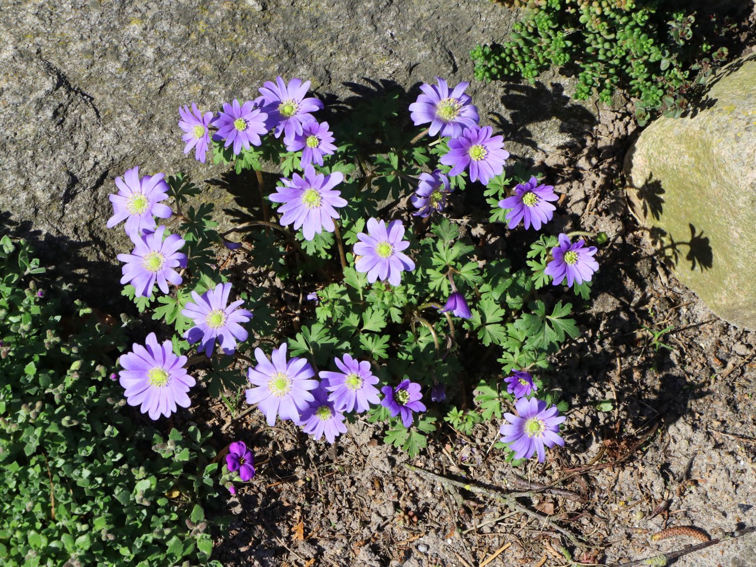 StrahlenWindröschen Anemone blanda Baumschule Horstmann