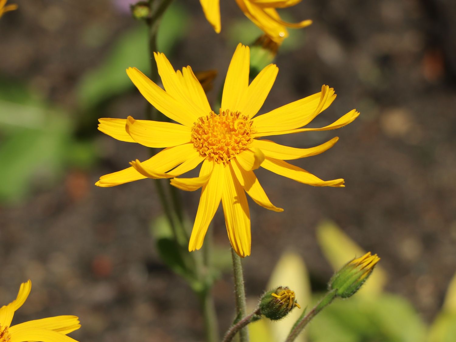Arnika (Arnica) Infos & Pflanzen dieser Gattung