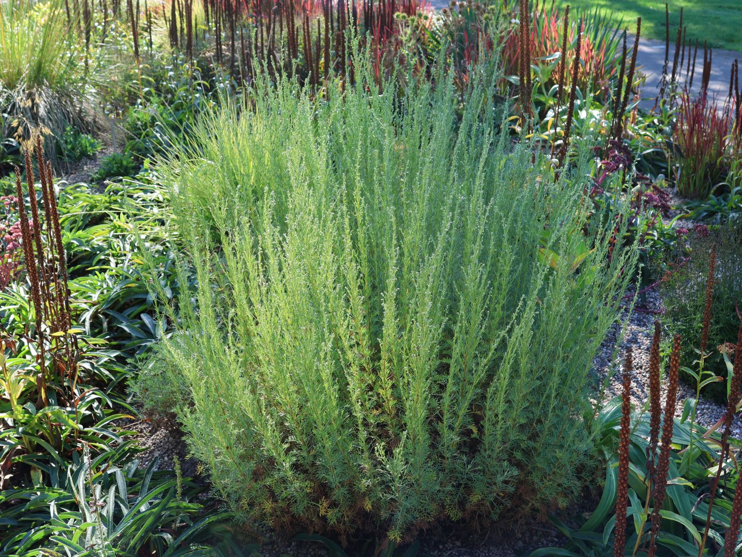 Estragon (Artemisia dracunculus) - perfekte Stauden &amp; Ratgeber