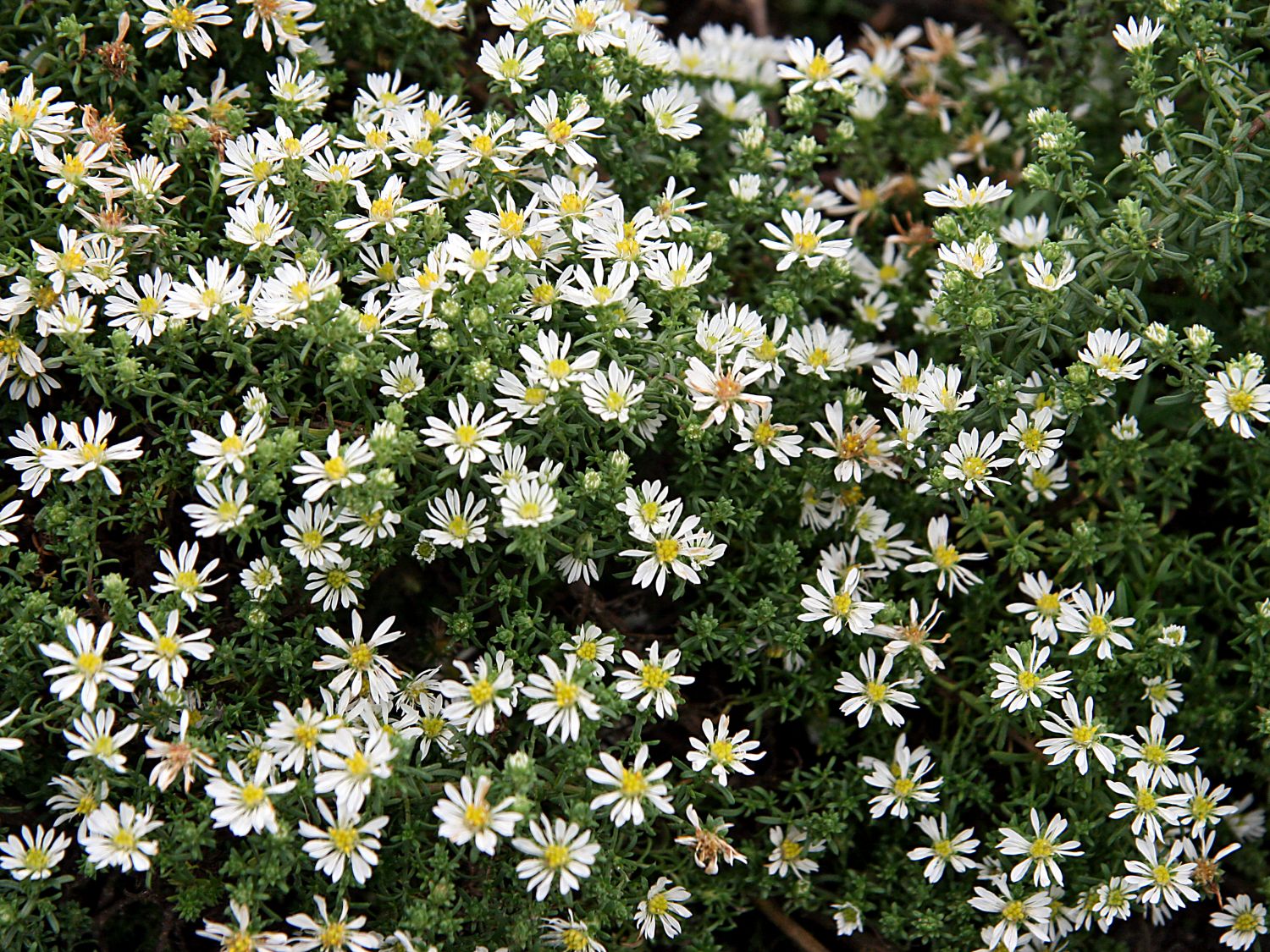 TeppichAster 'Snowflurry' Aster pansus 'Snowflurry' Baumschule