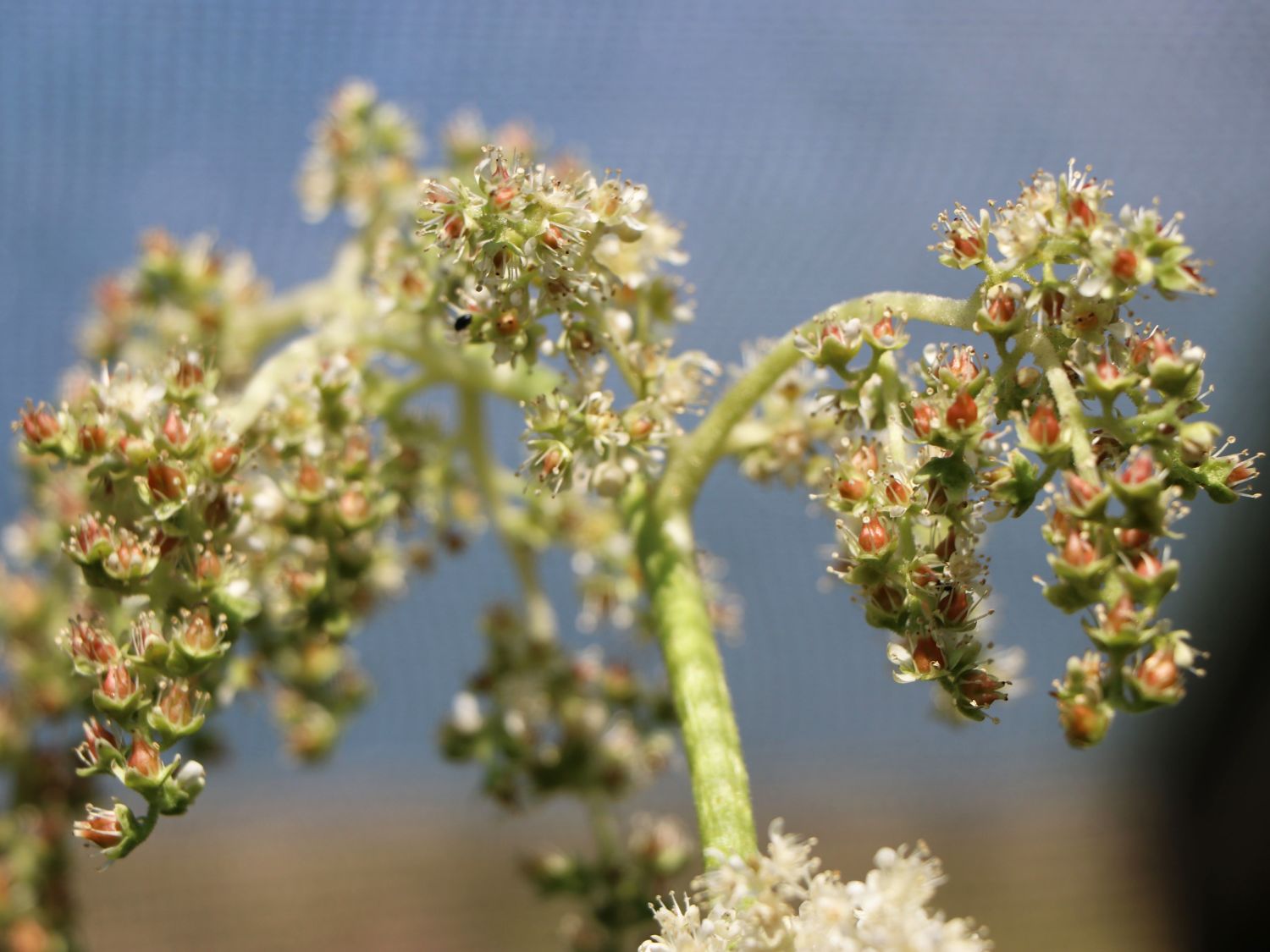 Tafelblatt Astilboides tabularis Baumschule Horstmann