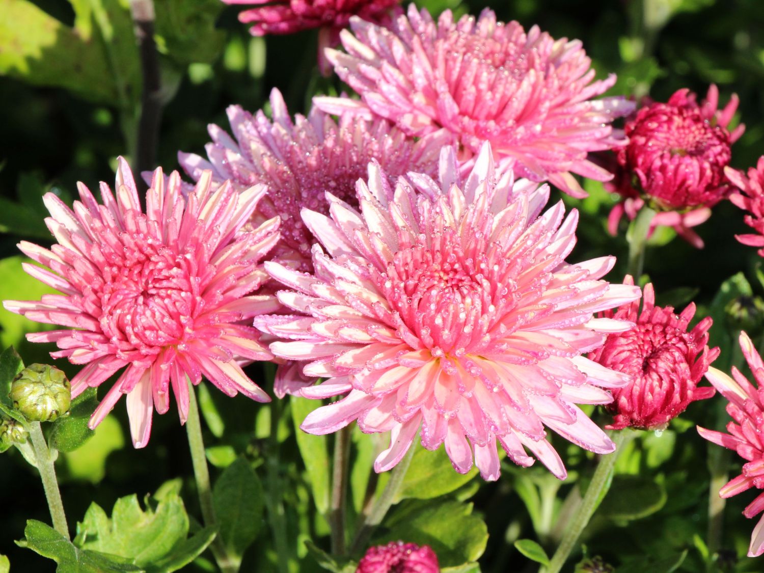Winteraster 'Orchid Helen' Chrysanthemum x hortorum 'Orchid Helen