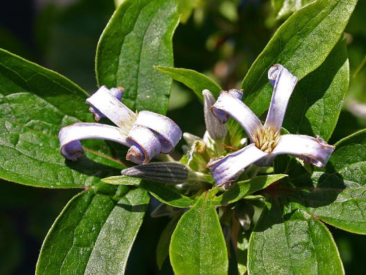 Bestseller Duft Blüten Bunt bis 150cm Clematis Kletterpflanzen Waldrebe