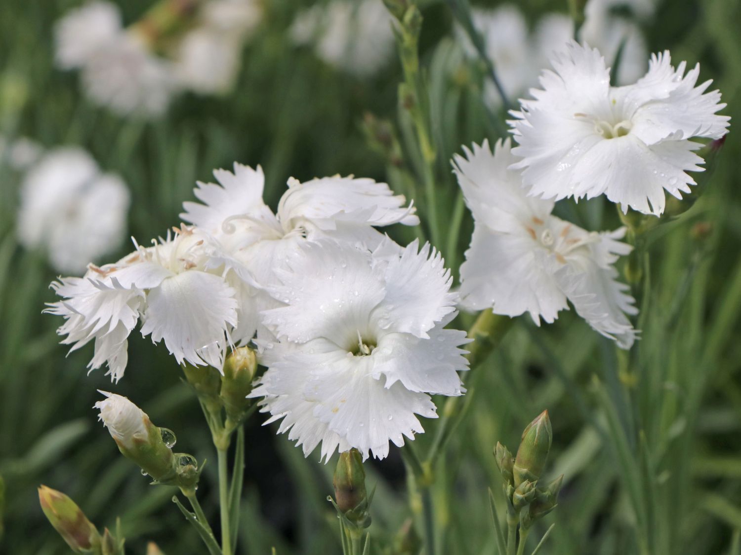 FederNelke 'Albus' Dianthus plumarius 'Albus' Baumschule Horstmann