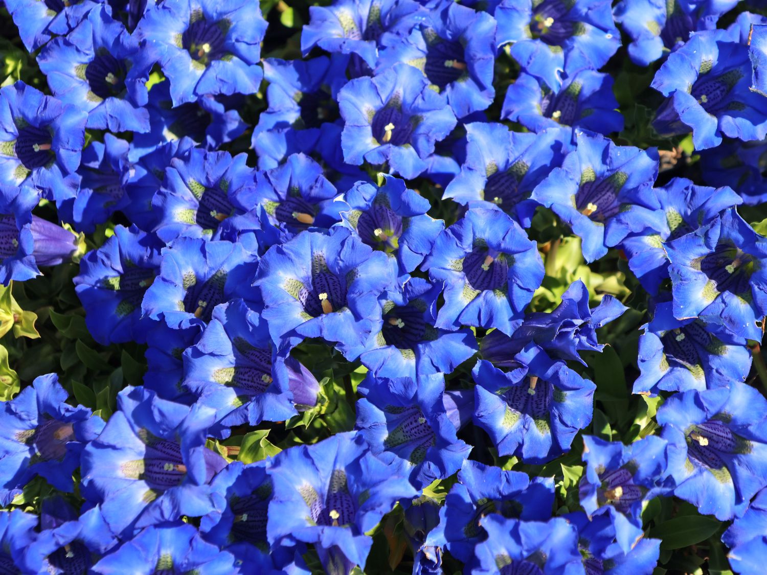Großblumiger FrühlingsEnzian Gentiana acaulis Baumschule Horstmann