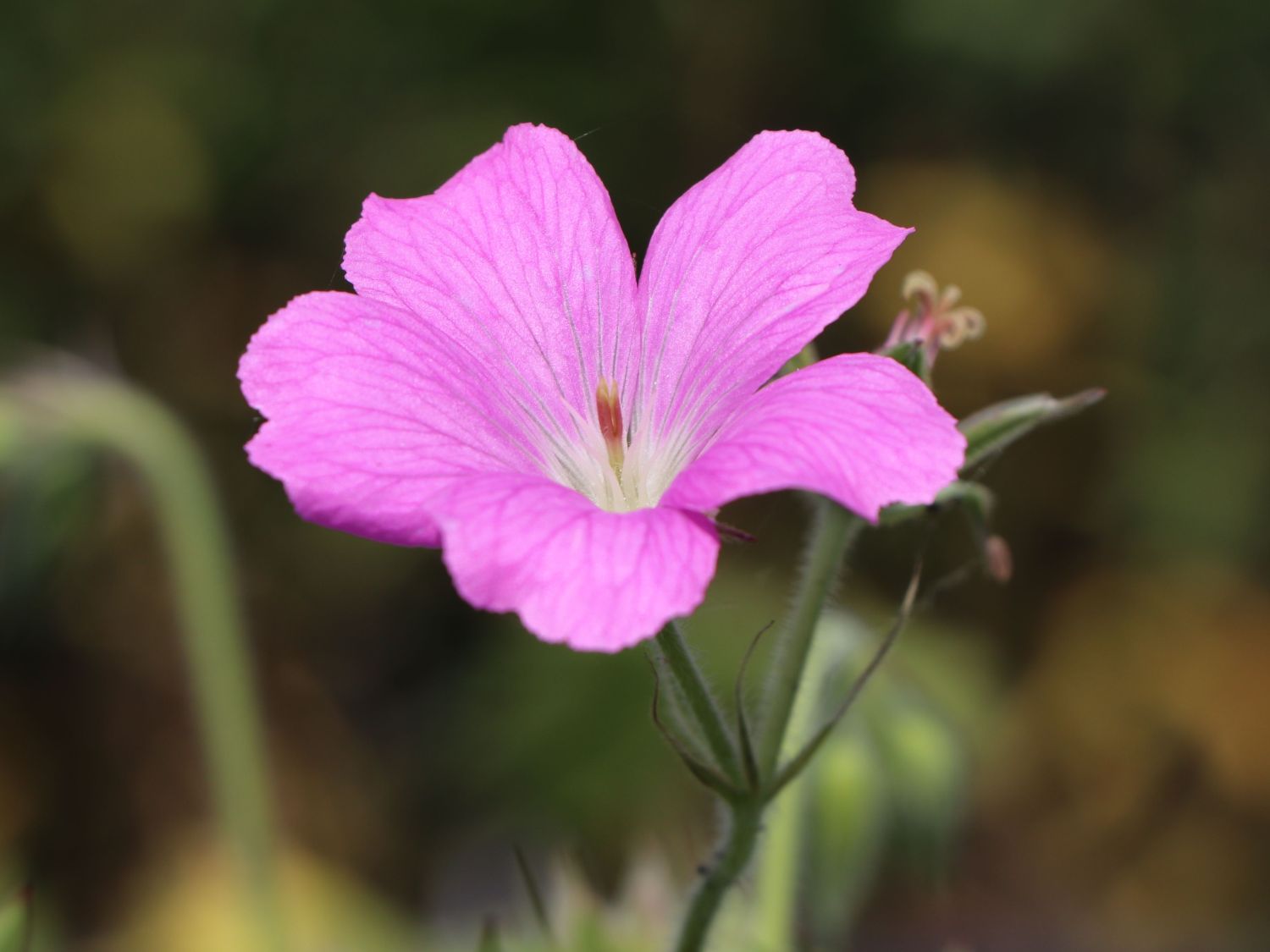 OxfordStorchschnabel 'Claridge Druce' Geranium x oxonianum 'Claridge