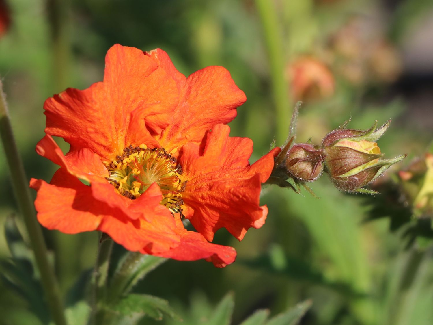 Nelkenwurz 'Rubin' Geum chiloense 'Rubin' Baumschule Horstmann