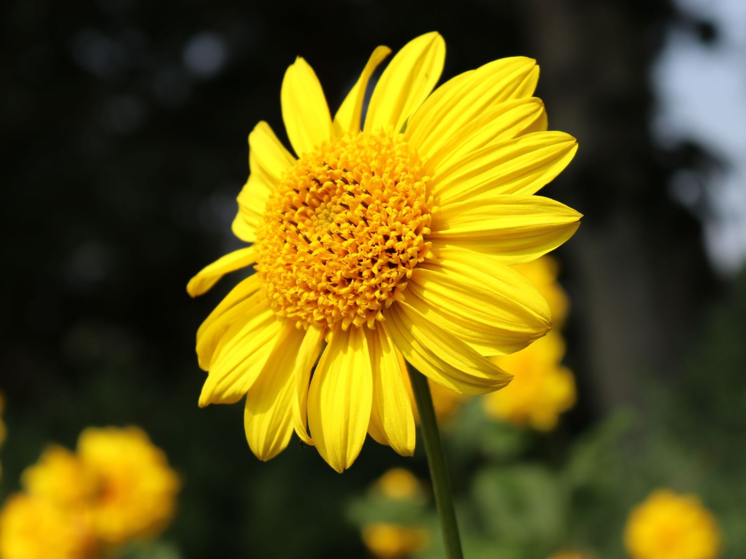 StaudenSonnenblume 'Meteor' Helianthus decapetalus 'Meteor
