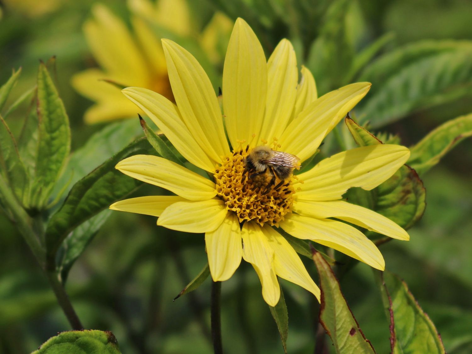 Kleinköpfige Sonnenblume 'Lemon Queen' Helianthus microcephalus