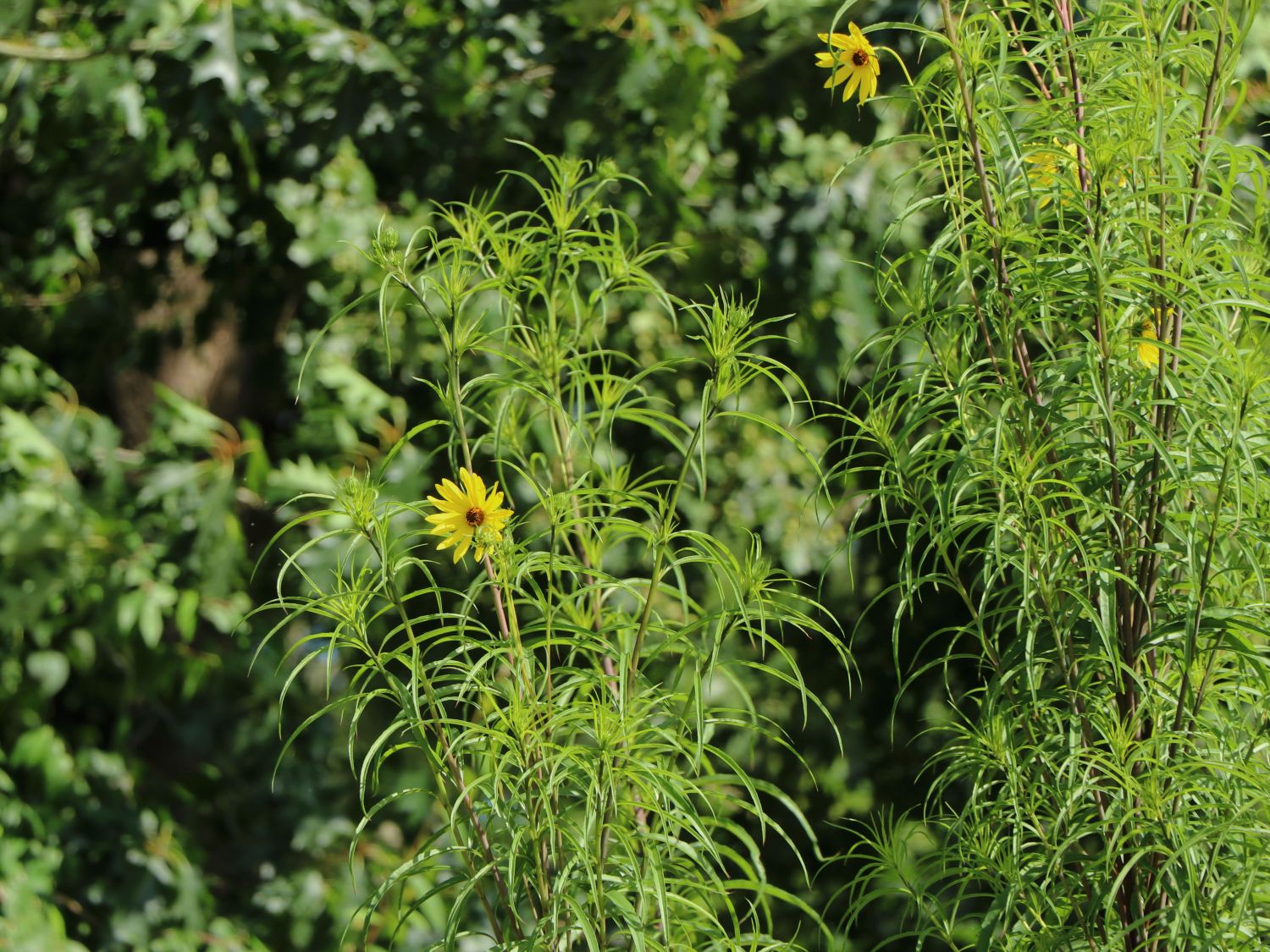 Weidenblättrige Sonnenblume (Helianthus salicifolius) Stauden