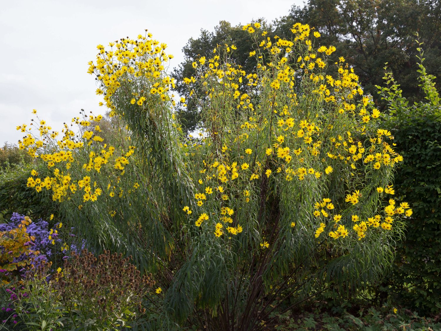 weidenbl-ttrige-sonnenblume-helianthus-salicifolius