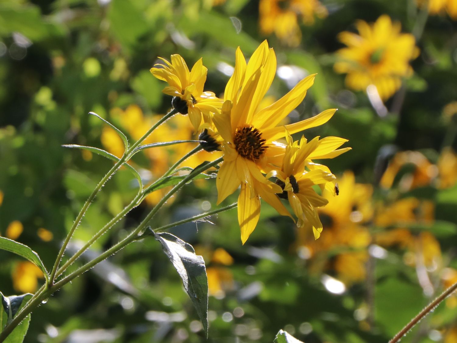 Topinambur - Helianthus tuberosus - Baumschule Horstmann