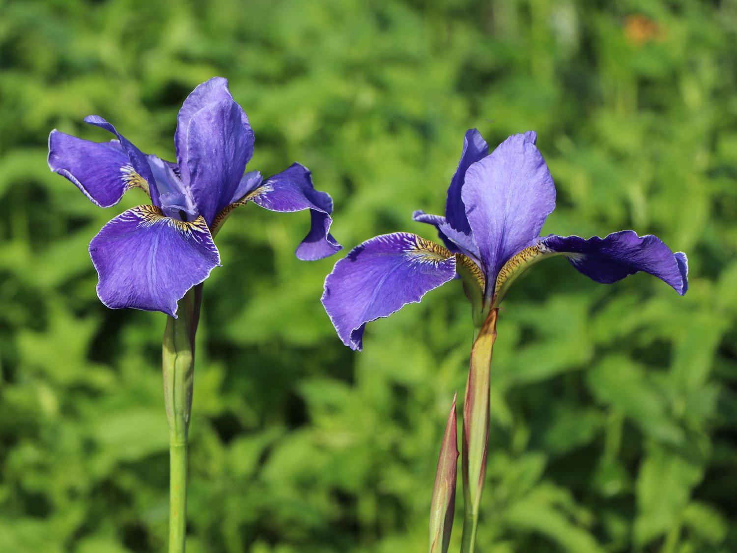 Bartlose Schwertlilie 'Perry's Blue' Iris sibirica 'Perry's Blue