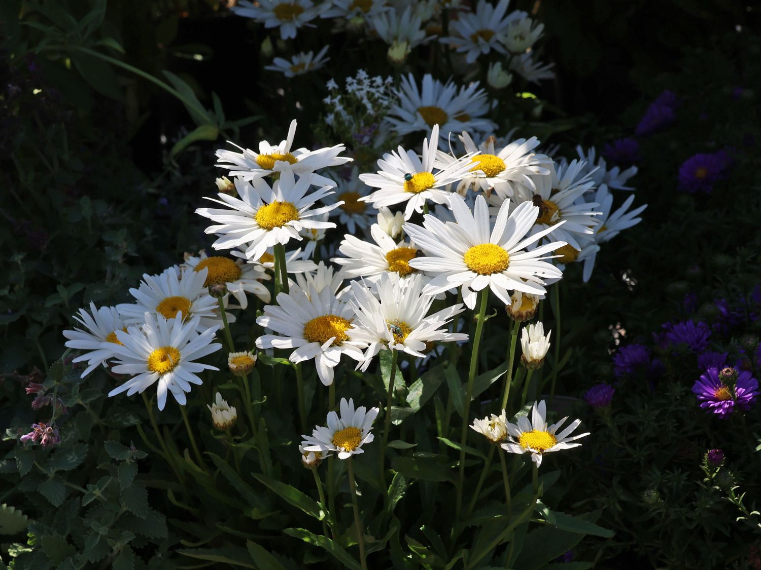 33+ Margerite Blume Winterhart, Nicht alle margeriten sind
