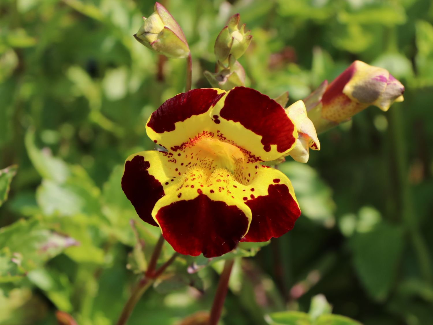 Gauklerblume 'Grandiflorus' Mimulus luteus 'Tigrinus Grandiflorus