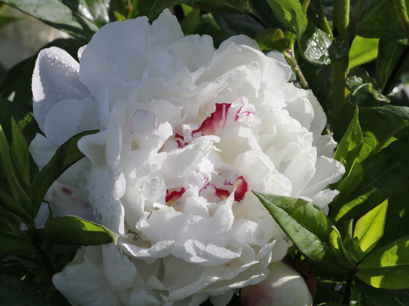 Asiatische EdelPfingstrose 'Festiva Maxima' Paeonia lactiflora