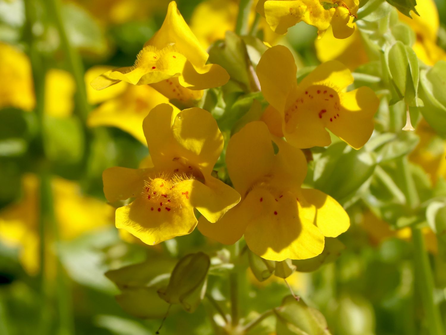 Gelbe Gauklerblume (Mimulus luteus) perfekte Stauden & Ratgeber