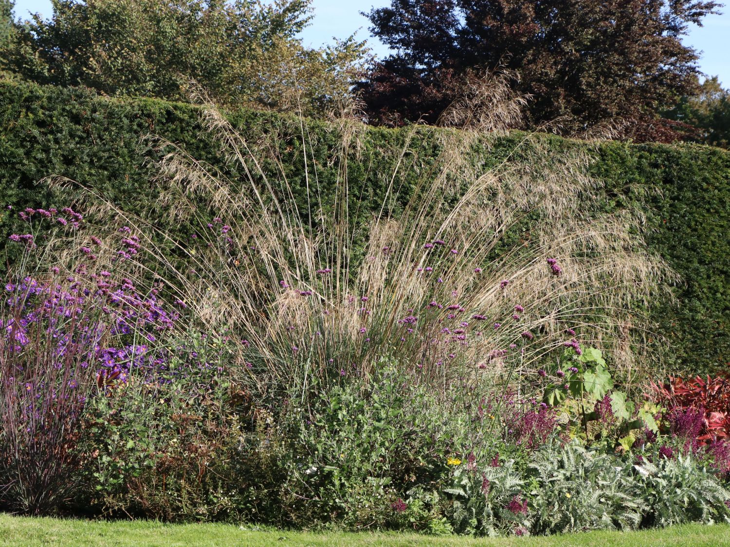 Riesen Federgras (Stipa gigantea) perfekte Stauden & Ratgeber