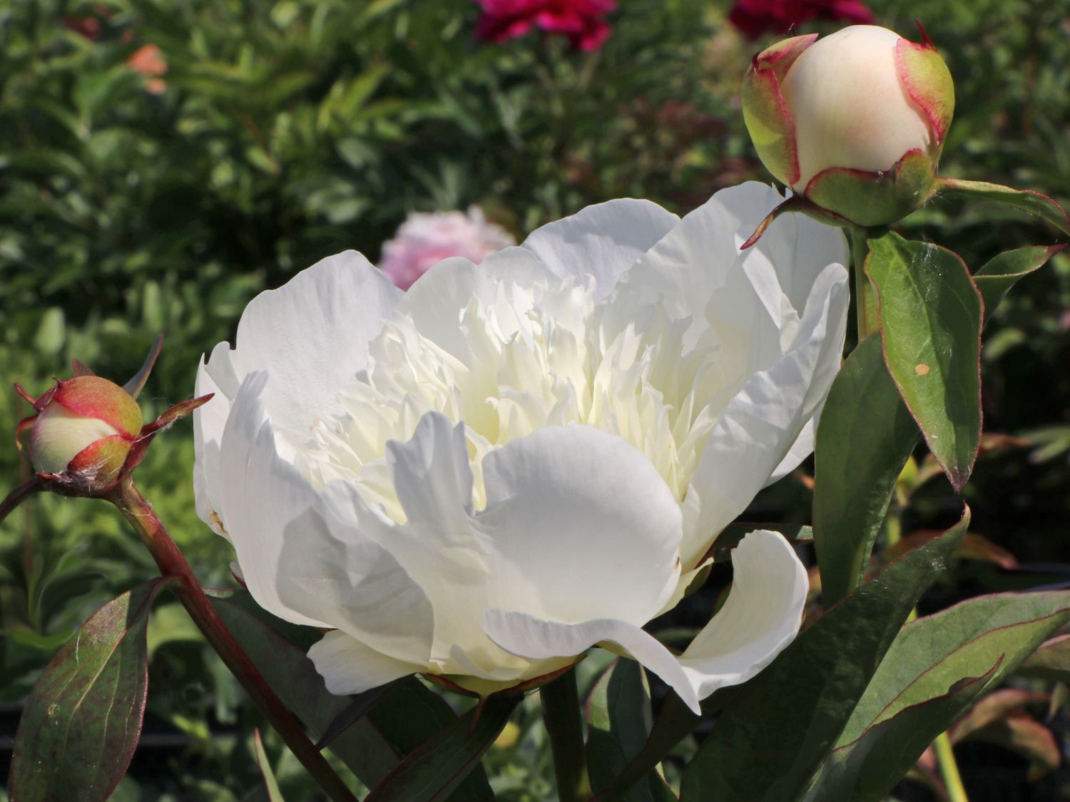 Pfingstrose 'Immaculee' - Paeonia lactiflora 'Immaculee' - Baumschule Horstmann