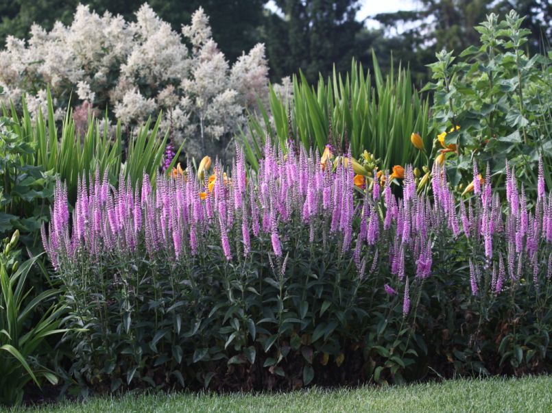 47+ toll Sammlung Garten Ehrenpreis - Naturagart Shop Ehrenpreis Hoch Blau Online Kaufen : So findet sich fur jeden standort im garten das richtige exemplar.