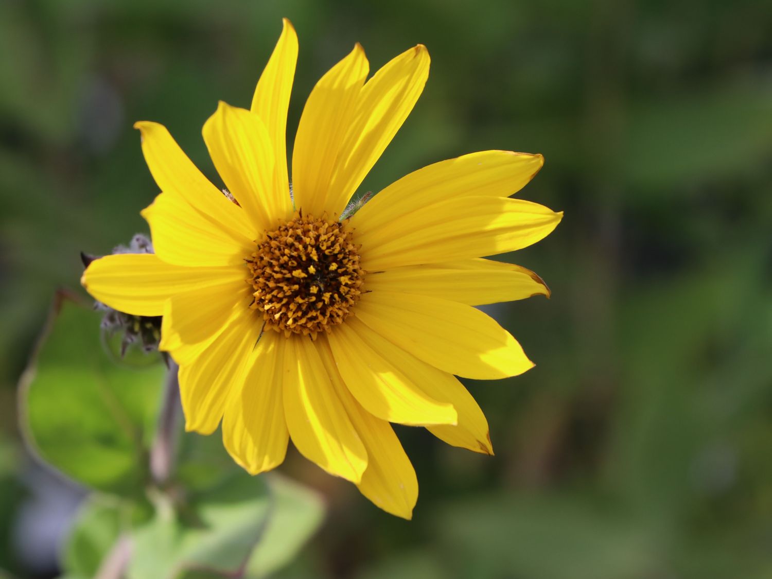 Behaarte Sonnenblume (Helianthus mollis) für Deinen Garten!