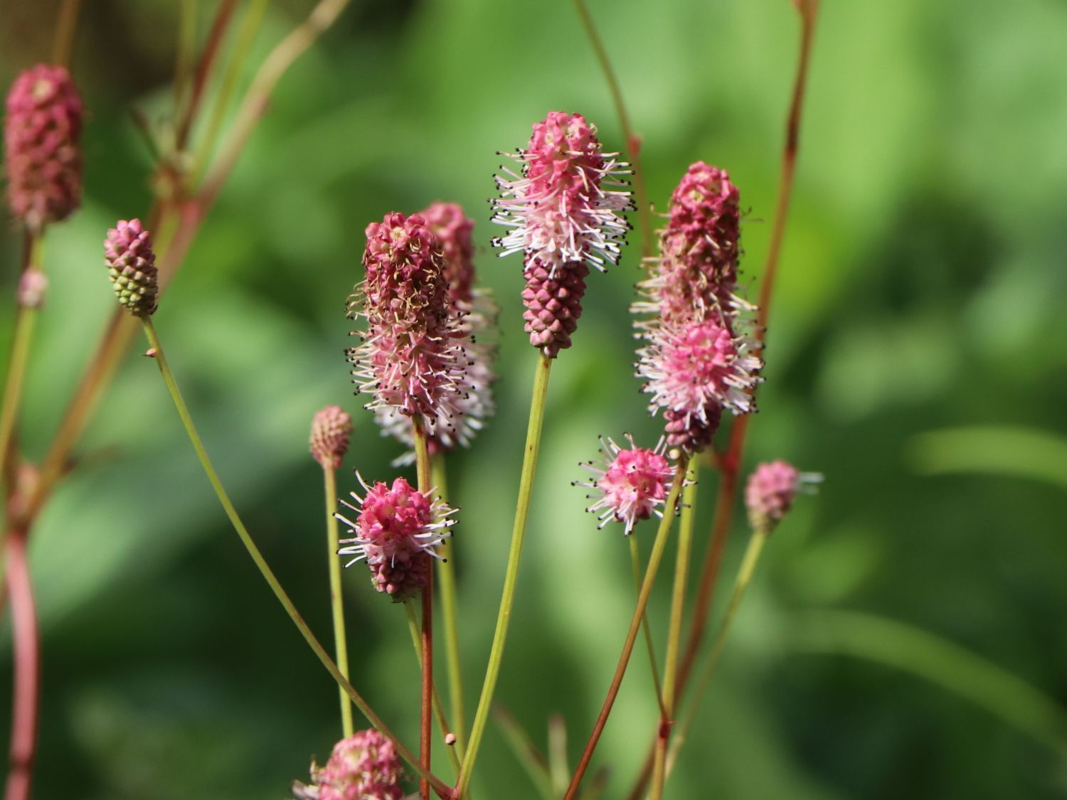 Hoher Wiesenknopf 'Pink Elephant' Sanguisorba tenuifolia 'Pink